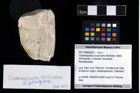 Foto (Objekt + Etikett) von Cracensigillatus acutirostris (Moericke, 1889)  (NHMW-GEO-2017-0089-0021)